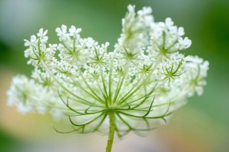 Bloom, Blossom, Danita Delimont, Flower, Macro, Pattern, Queen Anne's Lace, Wild Carrot